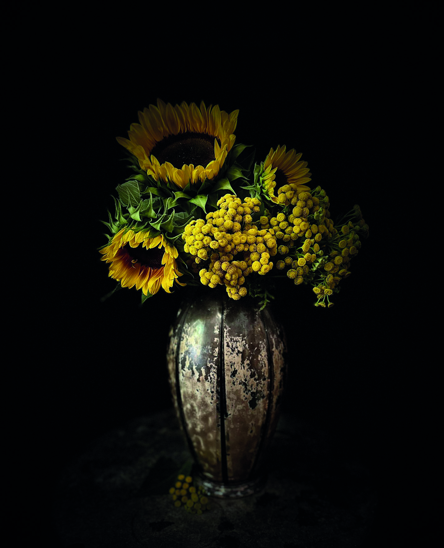 Sonnenblume, Rainfarn, 2024