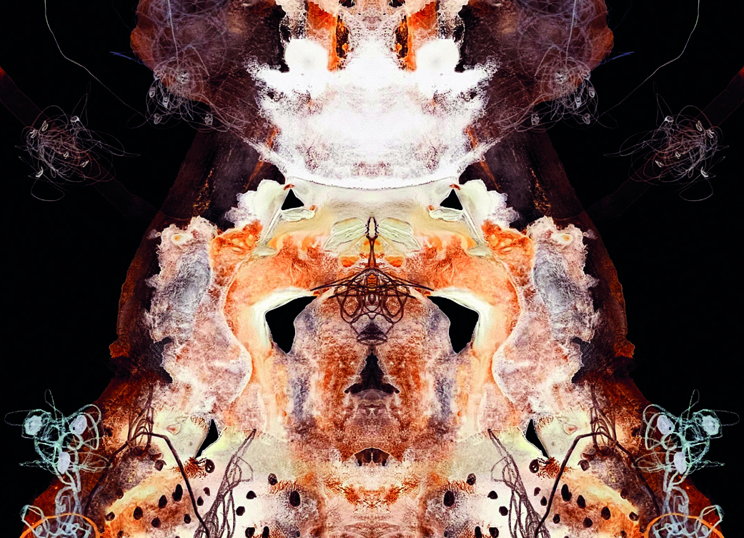 Metamorphotica_3